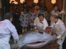 В Японии гигантского голубого тунца продали за 750 тысяч  долларов 