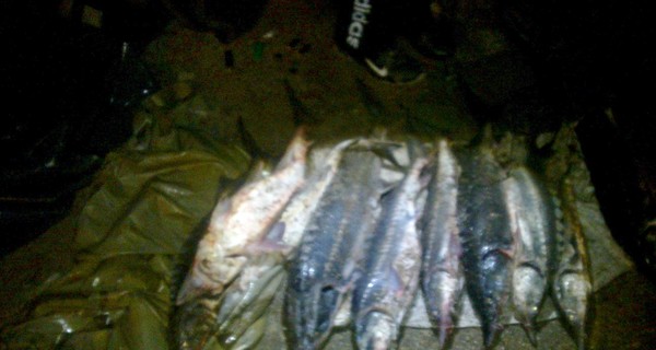 В Крыму браконьеры хотели запастись к праздникам краснокнижной рыбой