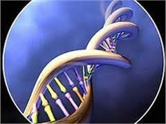 Длина нашей жизни записана в ДНК