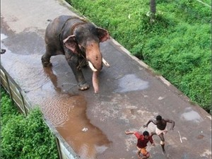 На украинского туриста в Тайланде упал слон