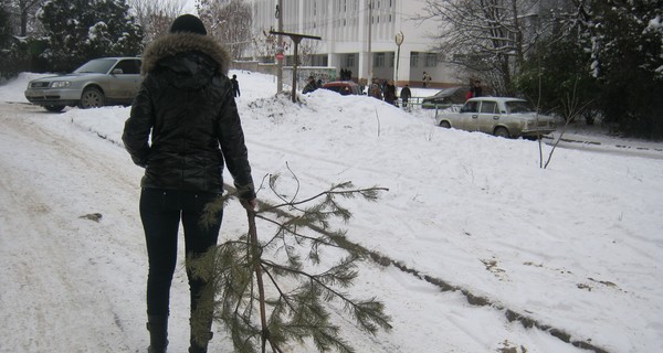 Новогодние елки уезжают на свалку