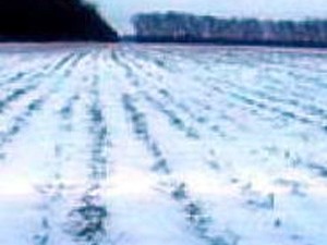 Урожай озимых погибает из-за мороза