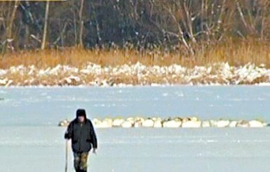Стая лебедей под Киевом попала в ледяной плен 