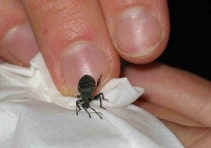 Почему в квартирах заводятся клопы?