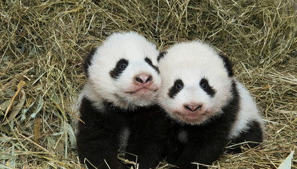 В Вене выбрали имена для австрийских панд-двойняшек