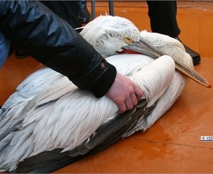 В Керчи ПТУшники нашли живого пеликана, покрытого коркой льда