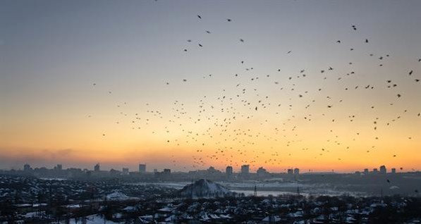 Роскошные пейзажи Донецка: морозный город оккупировали полчища ворон