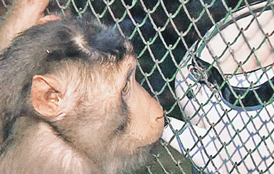 В зоопарке Караганды обезьян спасают от морозов красным вином 