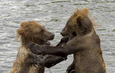 В зоопарке Черкасс родились медвежата