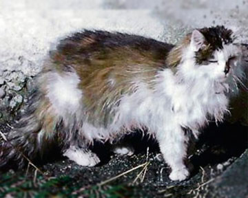 Из-за ошибки врача,  усыпили старейшего кота в мире