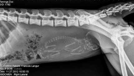 Жуткие фотографии беременных животных под рентгеном