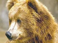 В Луганске ветеринары начали лечить замученного медведя Потапа