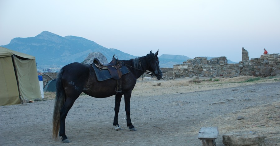 Бешеная лошадь едва не растоптала жительницу Судака 