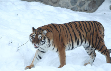 Разозленный тигр вцепился в голову работника зоопарка 