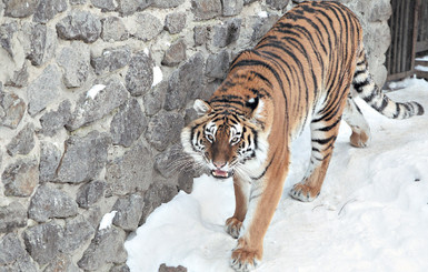 В столичном зоопарке рассказали, как вырывали своего сотрудника из пасти тигра  