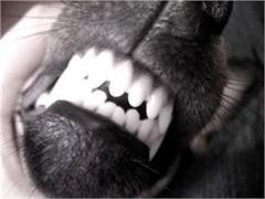 В Донецкой области стая собак съела женщину