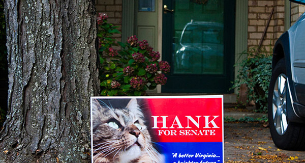 В американский сенат от штата Вирджиния баллотируется… кот Хэнк