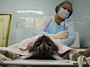 Кабмин разрешил кетамин частным ветеринарам