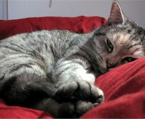 В честь праздника киевляне похвастались своими кисками