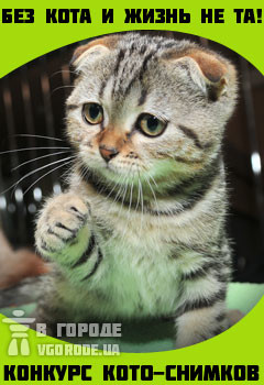 В Донецке выбирают самого симпатичного кота