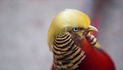 У золотого фазана нашли общую черту с Трампом