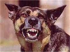 В Хмельницком оголодавший пес бегал с человеческой головой в зубах