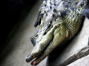 В зоопарке от холода умер крокодил Гоша 
