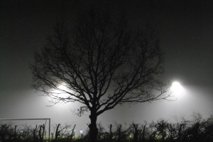 В Запорожье 68-летний дедушка всю ночь просидел на ветке 8-метрового дерева