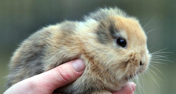 Безухий кролик по кличке Тиль, прославившийся на весь мир, погиб от ног оператора, который его снимал 