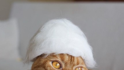 Японец создает шапочки из кошачьей шерсти для своих любимцев 