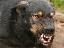 Черный пес держит в страхе украинский город