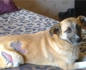 Чем жил Киев: Троещина горела, геи объявили место своего парада, а юные 