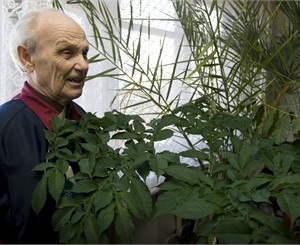 У киевcкого пенсионера растет самый вонючий цветок в мире