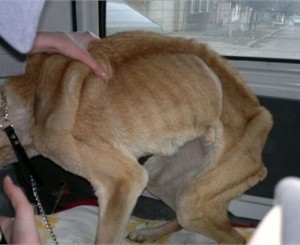 В Донбассе женщина превратила в скелет здоровенного алабая - у собаки ссохлось брюхо