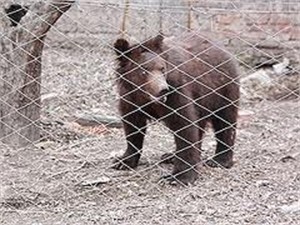 В Украину прибыла спецтехника по спасению собак и медведей