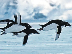 Первое апреля - день, когда пингвины улетают в теплые края