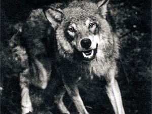 Волк напал на крымскую деревню и искусал жителей