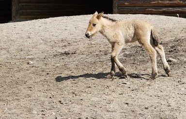 В Киевском зоопарке дали имя жеребенку Пржевальского