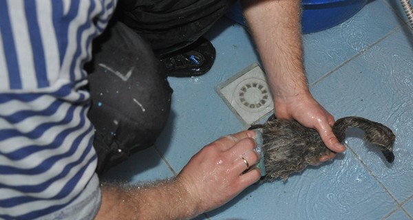 В Севастополе черные лебедята наглотались солярки