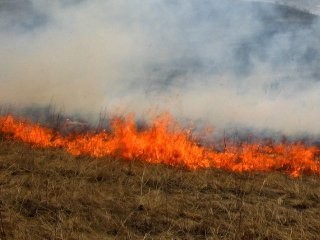 На Черниговщине вместе с сухой травой заживо сожгли зверей 