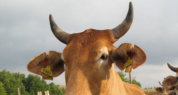 Из-за бешеной коровы госпитализировано 10 крымчан