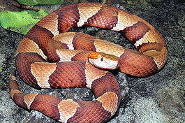 Степная змея без приглашения заползла во двор крымчанки 