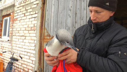В Полтаве спасли европейскую гагару, которая не долетела на зимовку в Крым