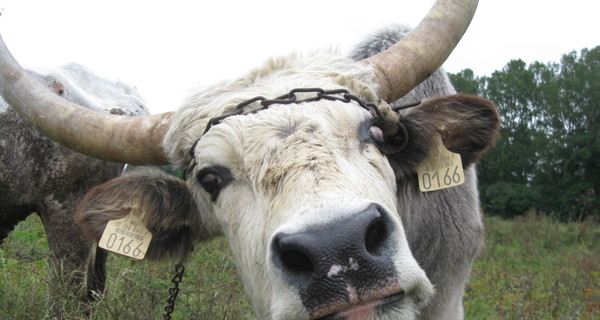 В Крыму из-за вспышки бешенства стадо коров хотят пустить под нож