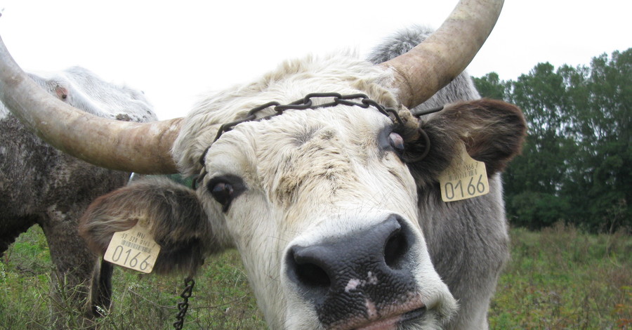 В Крыму из-за вспышки бешенства стадо коров хотят пустить под нож