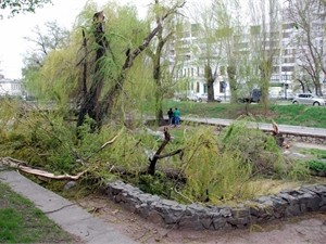 В Крыму ураганный ветер свалил деcятки деревьев