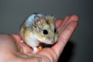 Японские ученые вырастили у мышей роскошные шевелюры