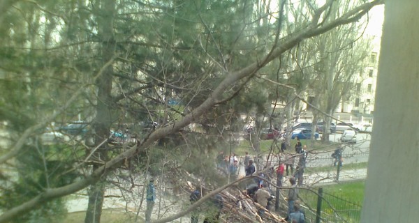 Жительница Симферополя, на которую упал тополь, лишится почки?