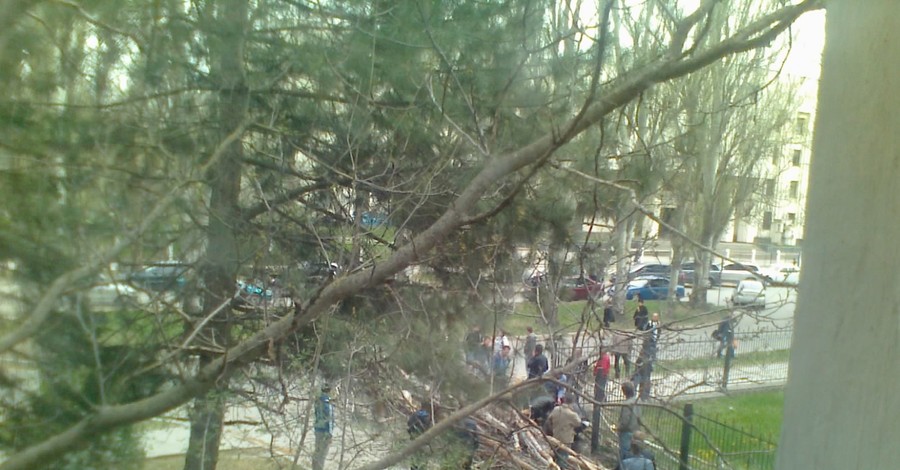 Жительница Симферополя, на которую упал тополь, лишится почки?