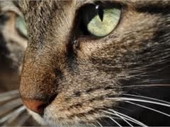 Одесский дворник, замучивший кота, заплатит за его лечение три тысячи
